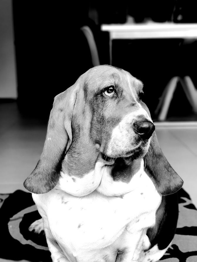 mascotte desmavane maika